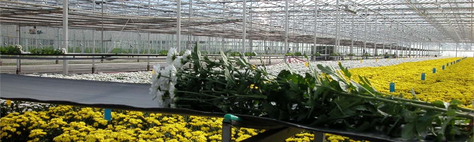 Dalsem - Cultivation - Supplies