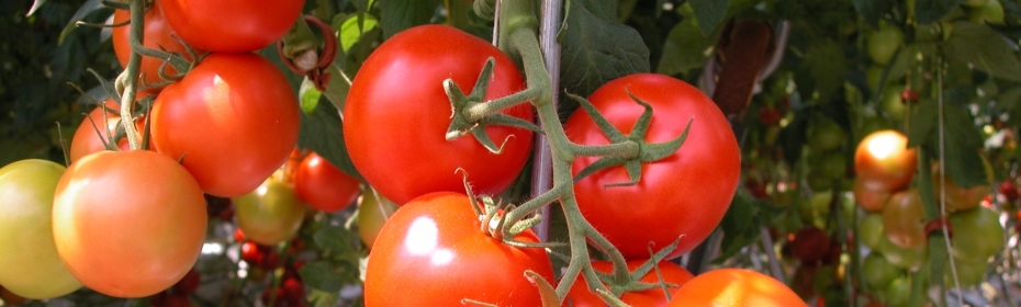 Dalsem - Cultivation - Tomatoes