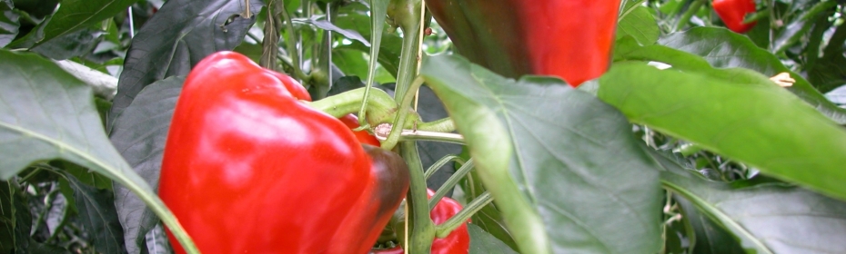 Dalsem - Cultivation - Capsicum/Peppers