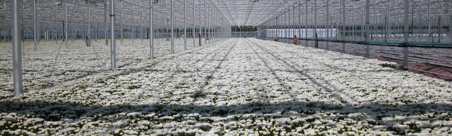 Dalsem - Cultivation - Chrysanthemum