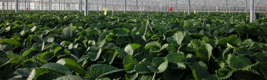 Dalsem - Cultivation - Strawberry